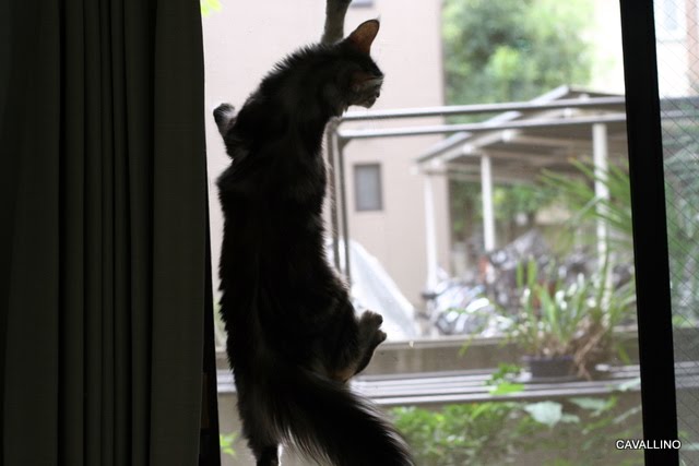 Cavallino 猫 ねこ ネコ ヤモリのようなメインクーン ハートの場合