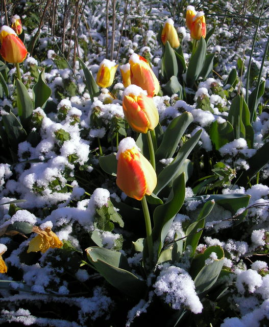[tulips+in+snow.JPG]