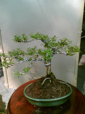 mame bonsai suim: Mame Seribu Bintang