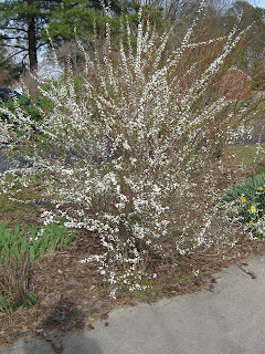 Central Virginia Organic Gardener Spirea Transplanting Spirea Transplanting