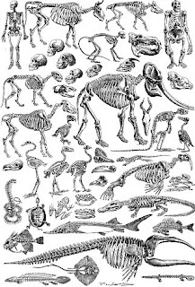 Scheletri di vertebrati Scheletri di vertebrati