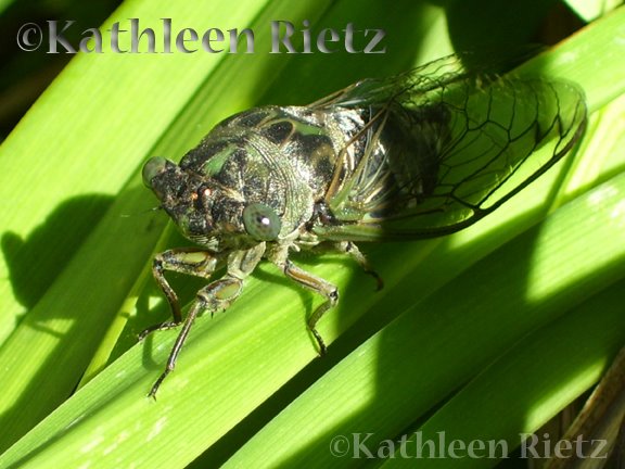 [CicadaHorizontal72.jpg]