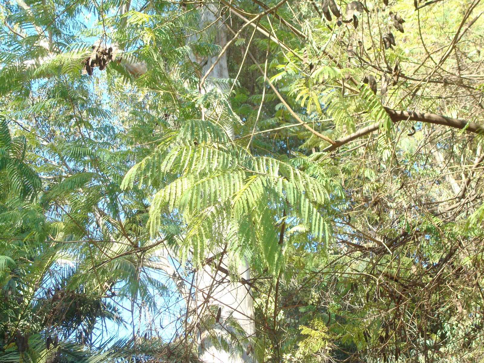 elarbolmiamigo-encinarosa: Acacia australiana / Albizia procera (Roxb