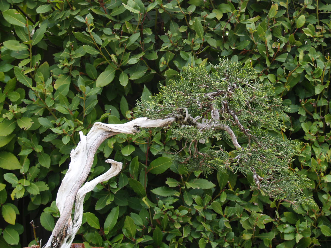 Consultores de estilo: El jardín de los bonsais.