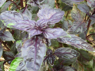The Freckled Gardener | Nancy's Carolina Kitchen Garden
