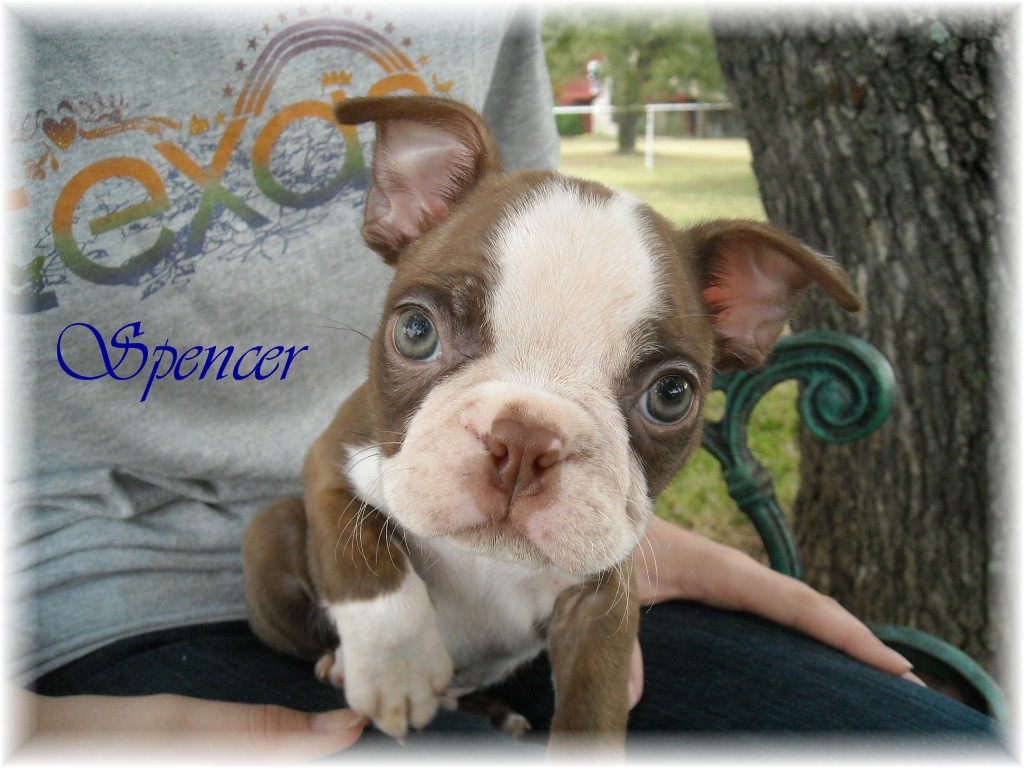 Bremer Boston Terriers Red and White Boston Terrier Puppies