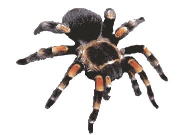 Animales Invertebrados