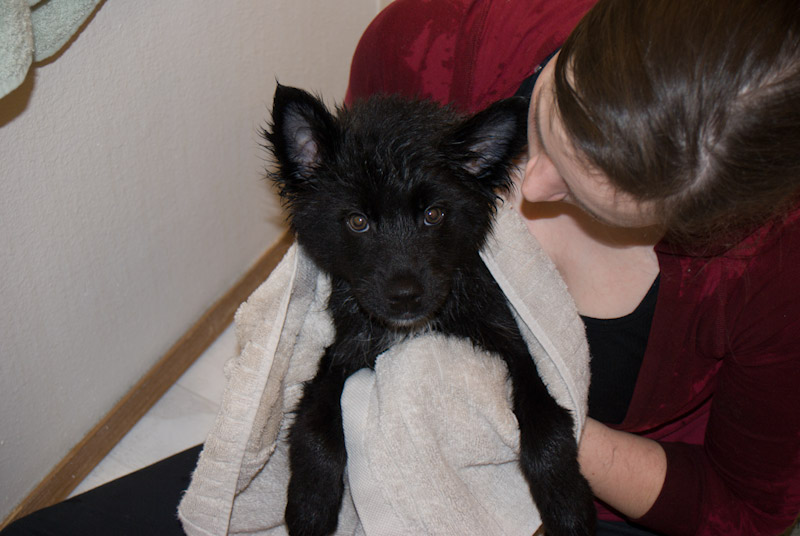 Her Dog Blog Paul Mitchell Pet