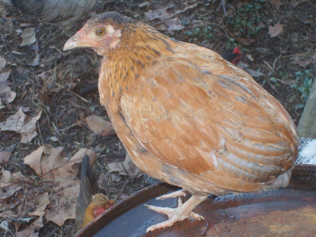 oh dear bantam araucana chickens.