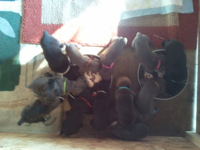 REDWAVE CANE CORSO Day 28 A bigger whelping box & weening