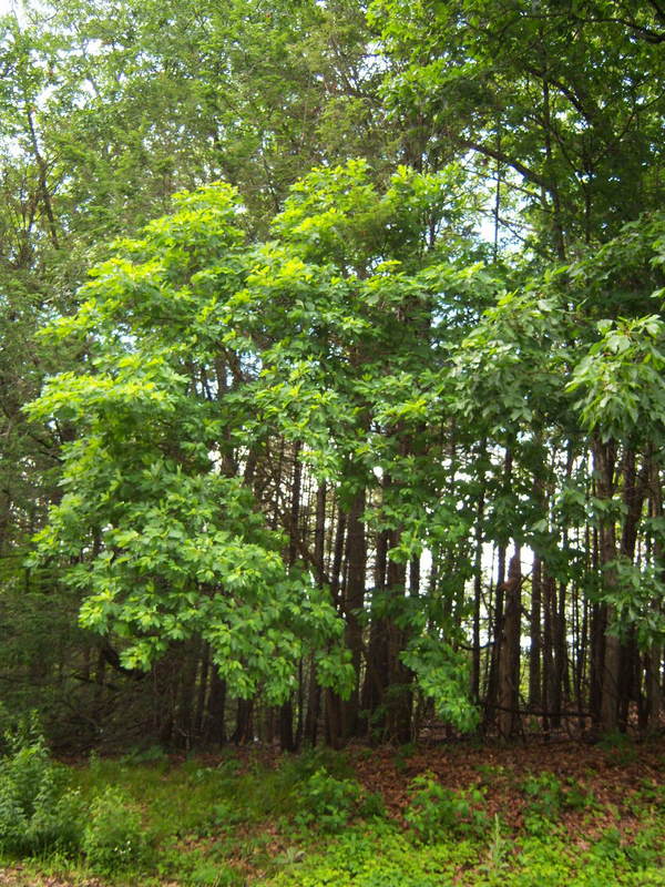 Sassafras and History Centuries of Uses Furnishings by Sassafras