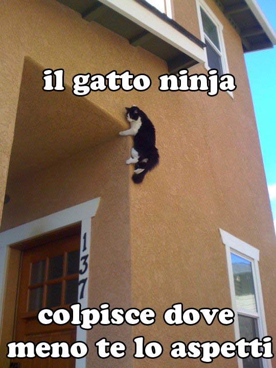 gatto-ninja
