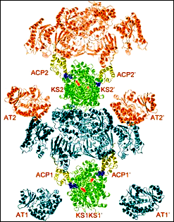 A model of the PKS12 protein
