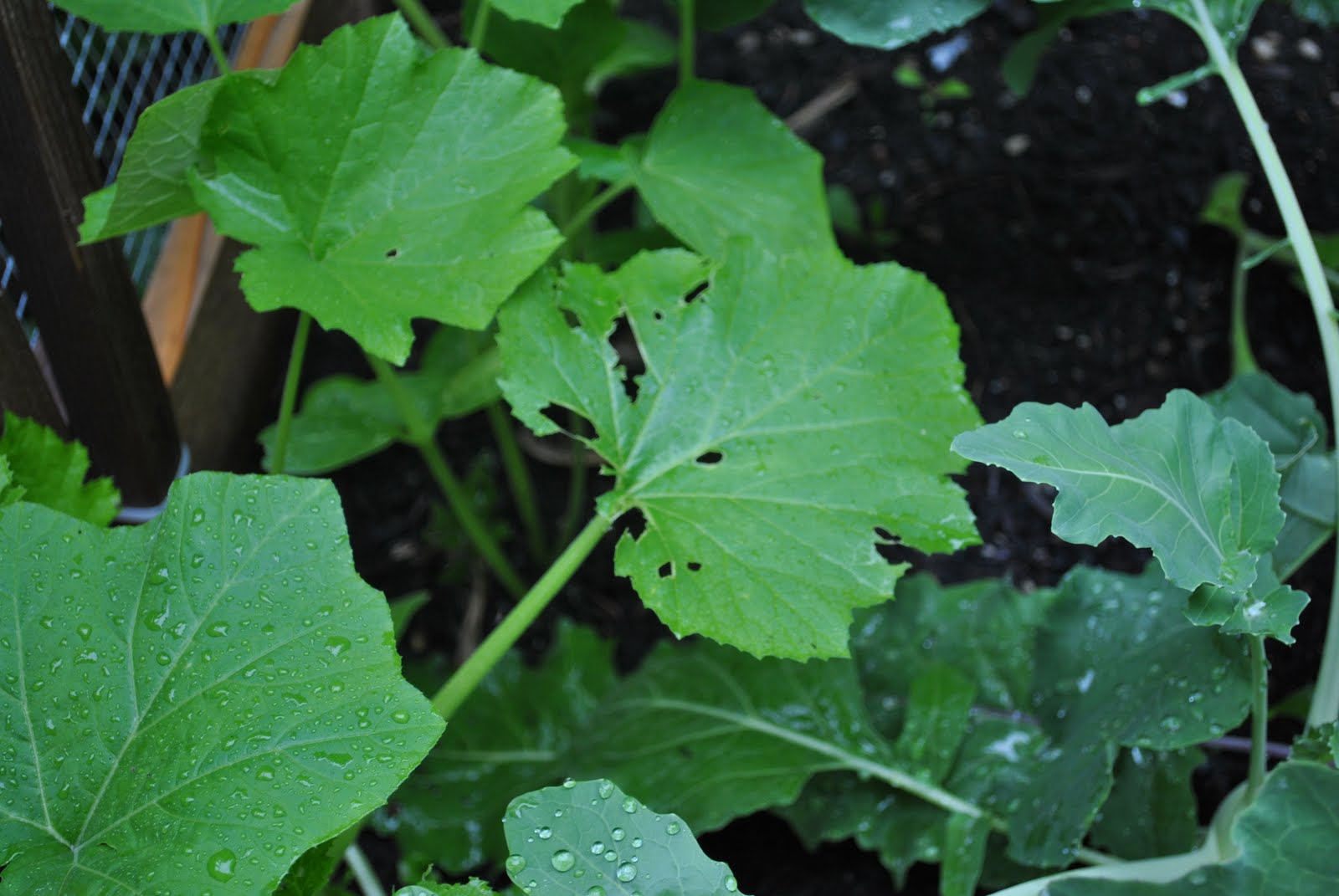 Ramble On Rose What is eating my squashes??