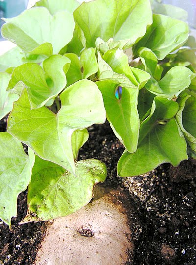 Fidgety Fingers POTATO LEAVES ARE POISONOUS BUT YOU CAN EAT SWEET fidgety-fingers-potato-leaves-are-poisonous-but-you-can-eat-sweet