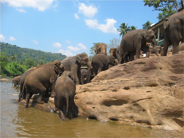 Pinnawala2.jpg