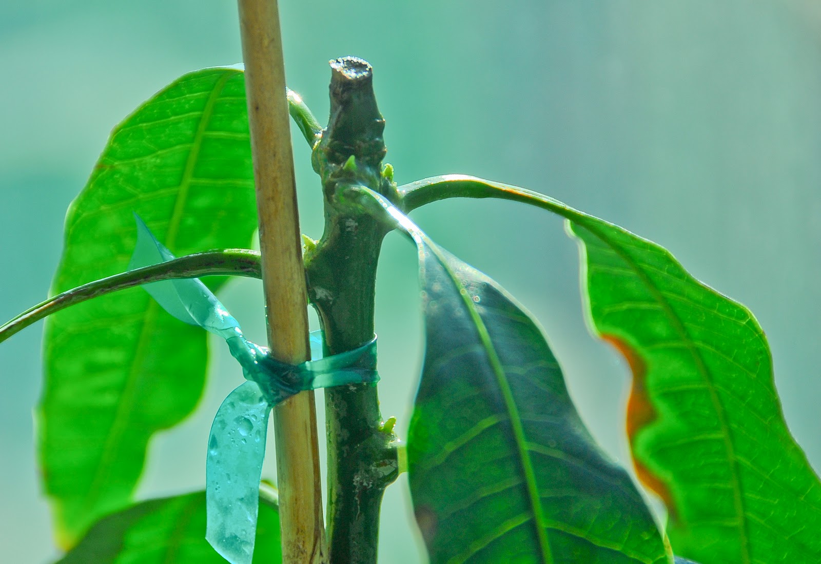 HAVING A STRONG MANGO ROOTSTOCK DOES HELP WITH GROWTH IN SOCAL visual data 7
