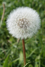 dandelion...