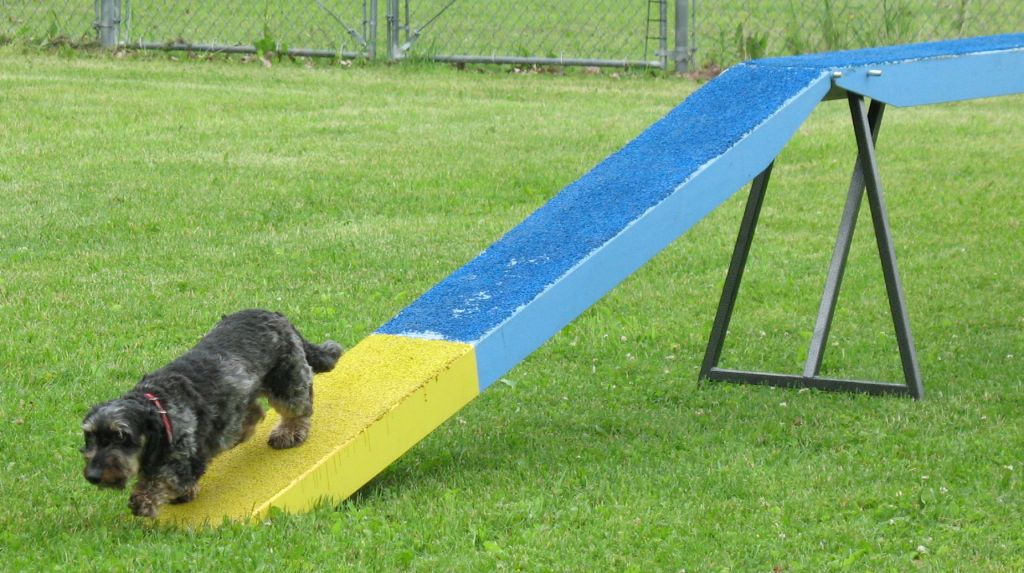 Racine Post Little dogs run for fun (and for K9 Cancer)