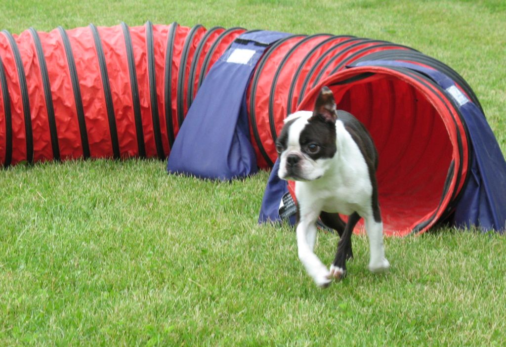 Racine Post Little dogs run for fun (and for K9 Cancer)
