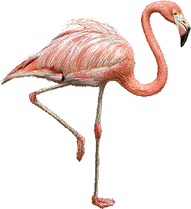 Big orangey pink flamingo clip art