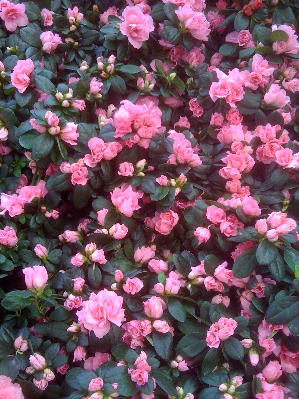 Pink Flowering Shrubs Pictures Pink Flowering Shrubs Pictures
