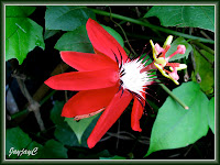 Passiflora coccinea (Red granadilla)