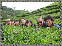 Boh Tea Plantation, Ringlet in Cameron Highlands. From left: Steven, Soke Wan, Soke Hah, Michael, Mary, John and Jacq