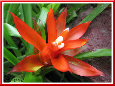 Guzmania lingulata var. minor (Orange/Scarlet Star)