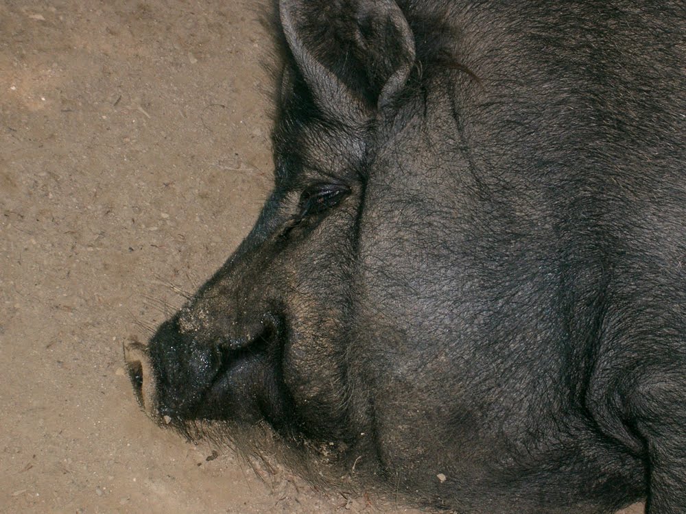 [Cochon.jpg]