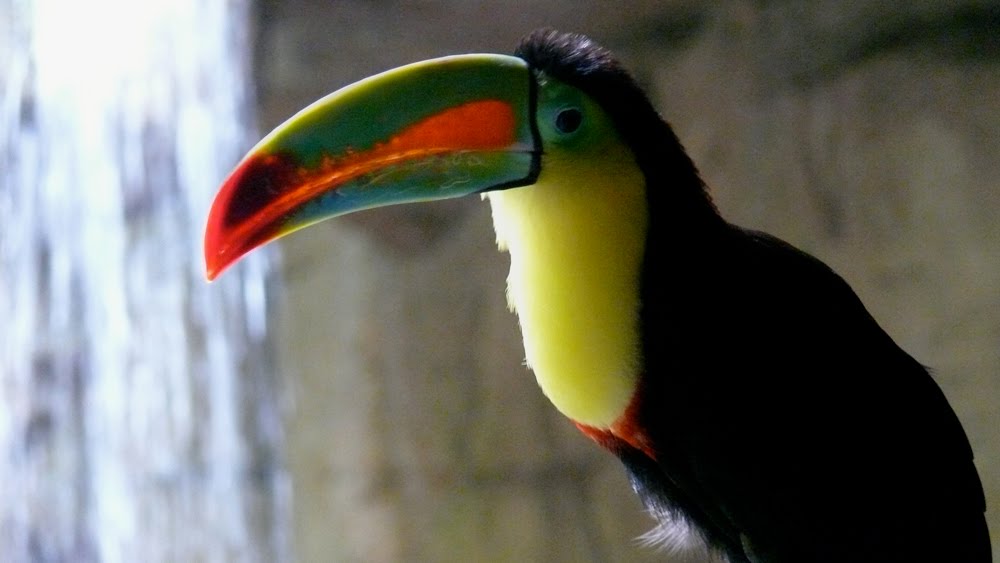 [Toucan.jpg]