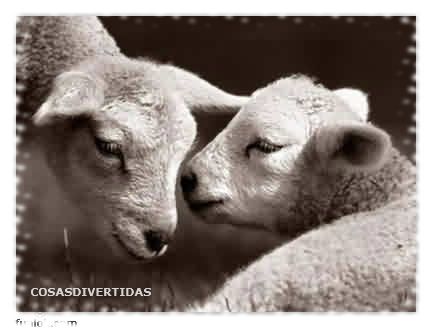 corderos amor