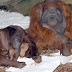 Orangután pintando cuadros