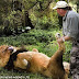 Alex Larenty da un masaje a un león