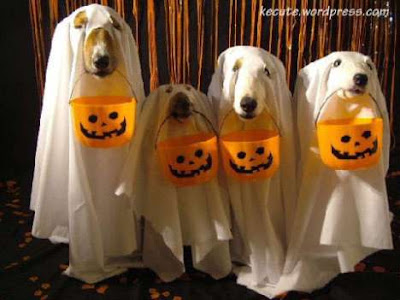 Perros disfrazados de Fantasma | Trato o truco