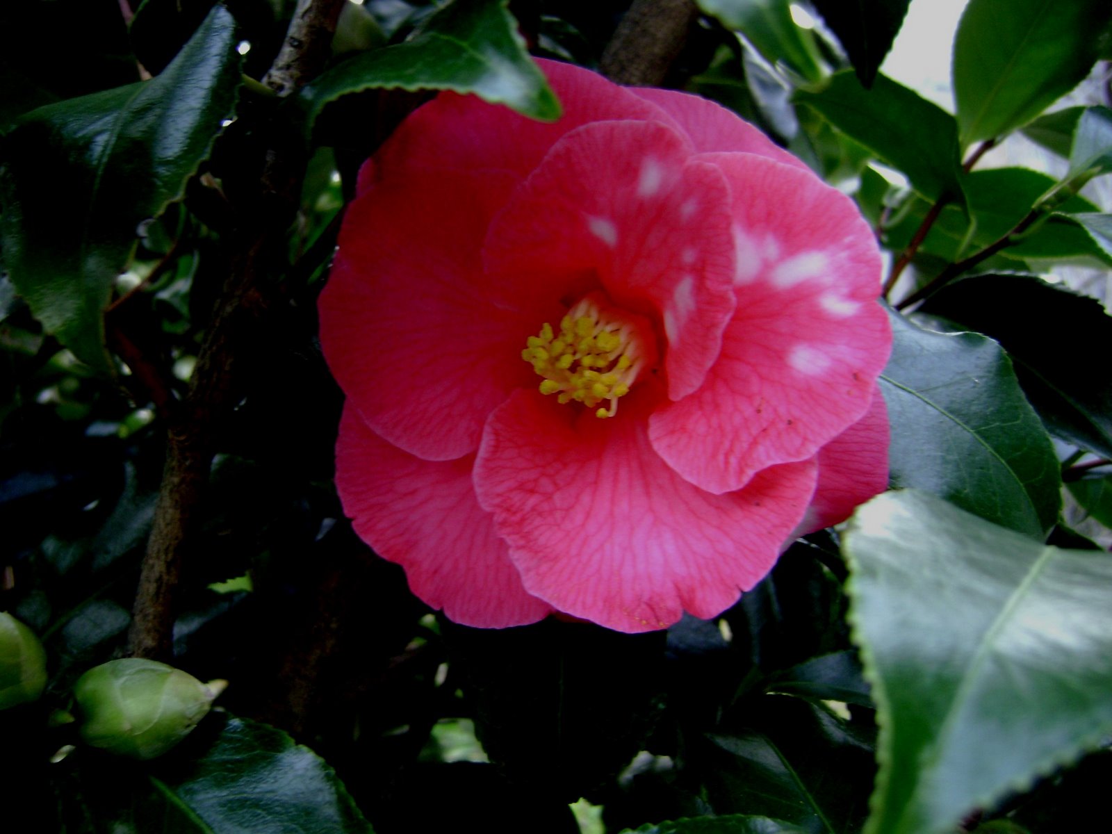 [camellia.JPG]