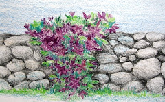 Flowers on a stone wall.