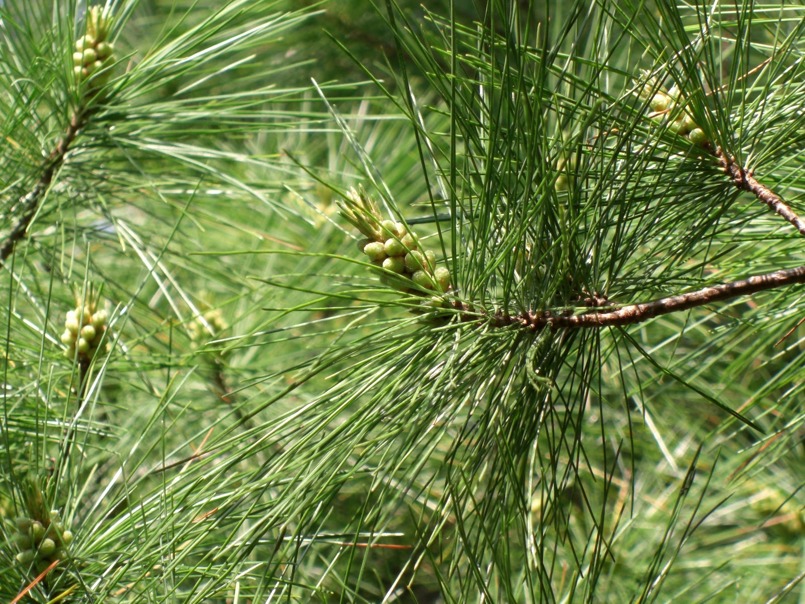 сосна румелийская шишка. семена веймутовых сосен. семена веймутовых сосен. сосна веймутова radiata. сосна веймутова шишки.