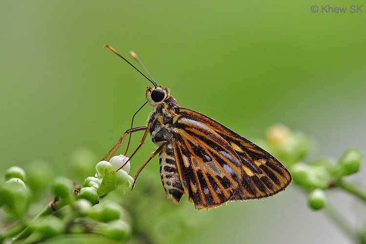 Butterflies of Singapore The Spider and the (Butter)Fly
