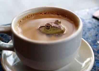 Coffee_frog.jpg