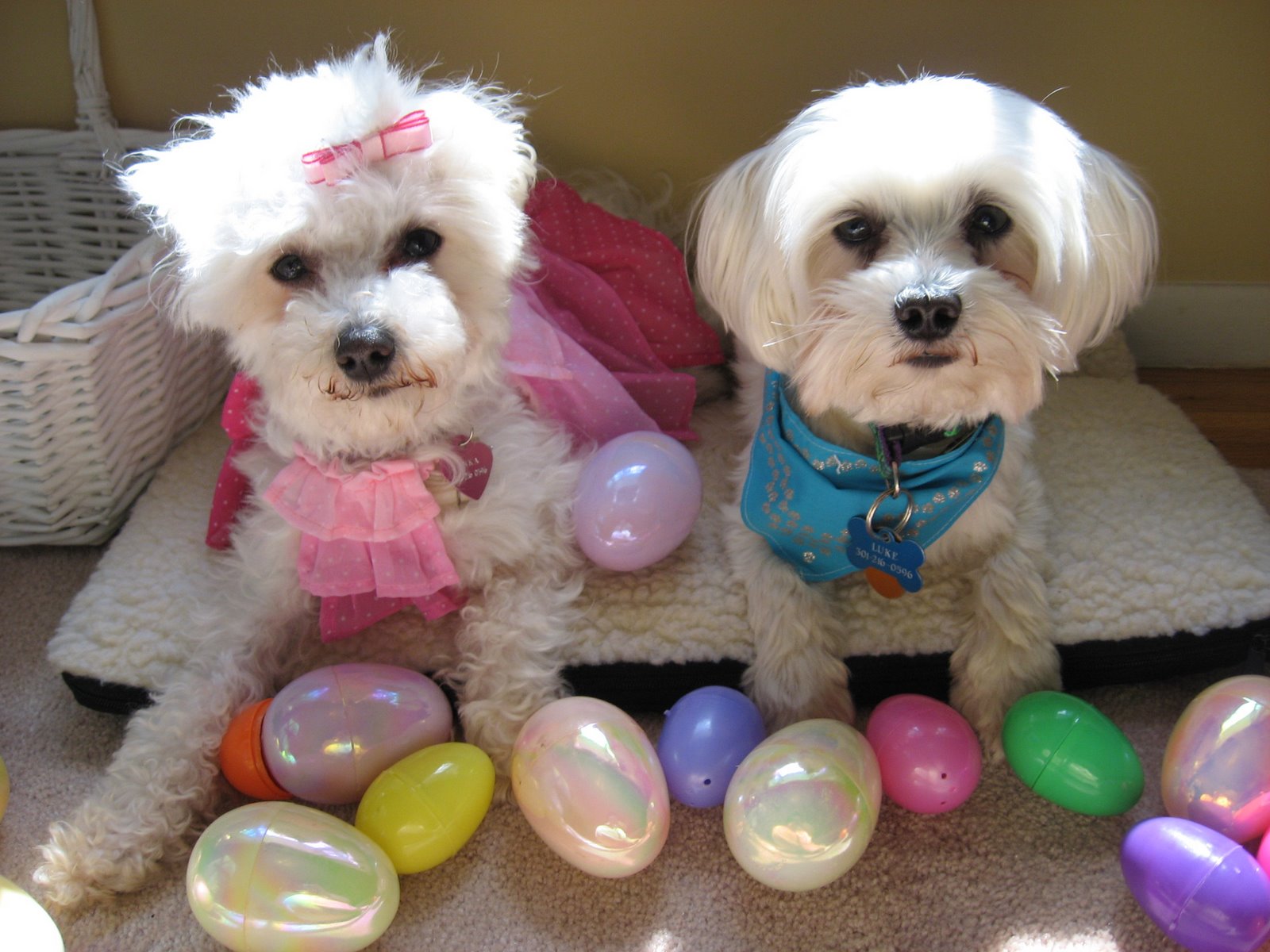 [Lukie+and+Tinka+Easter.jpg]