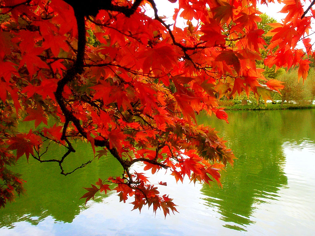 [free-pictures-fall-autumn-colors-leaves-Mexicanwave.jpg]