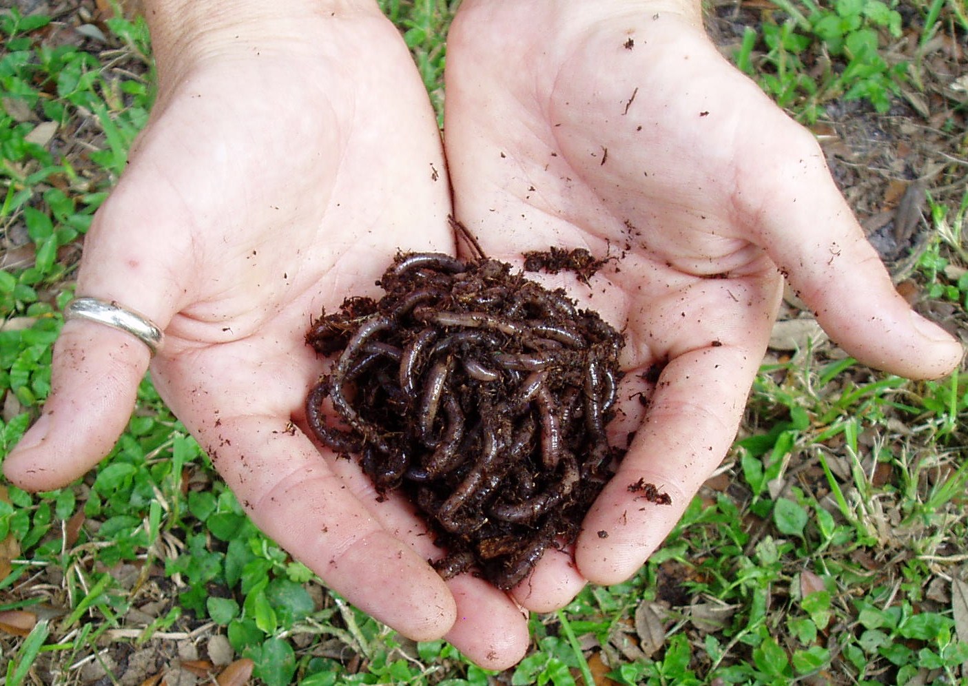 Red Wiggler For Sale: Red Composting Worms. UPDATED 2/12/2021