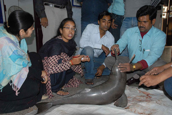 View Patna: Dolphin found dead in Ganga
