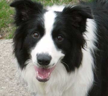 Border Collie Home Decor Border Collie Home Decor