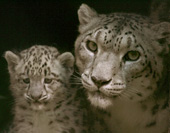 [070910-snow-leopards_170.jpg]