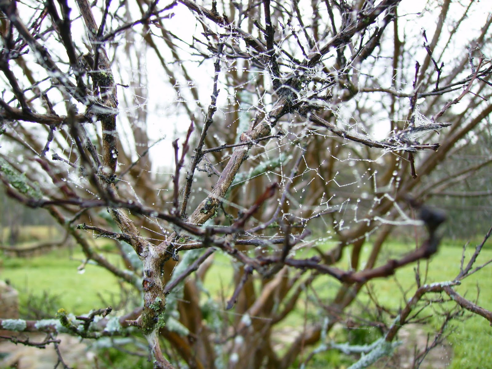 Rambling with me A winter crepe myrtle