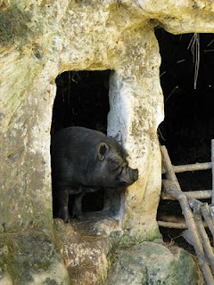 Pig on Troglodyte farm, France