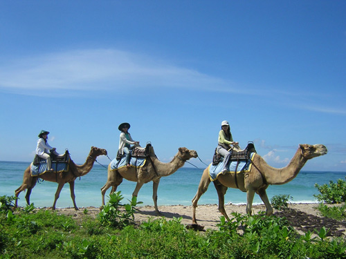 Image Result For Wisata Bali Camel Safari Image Result For Wisata Bali Camel Safari