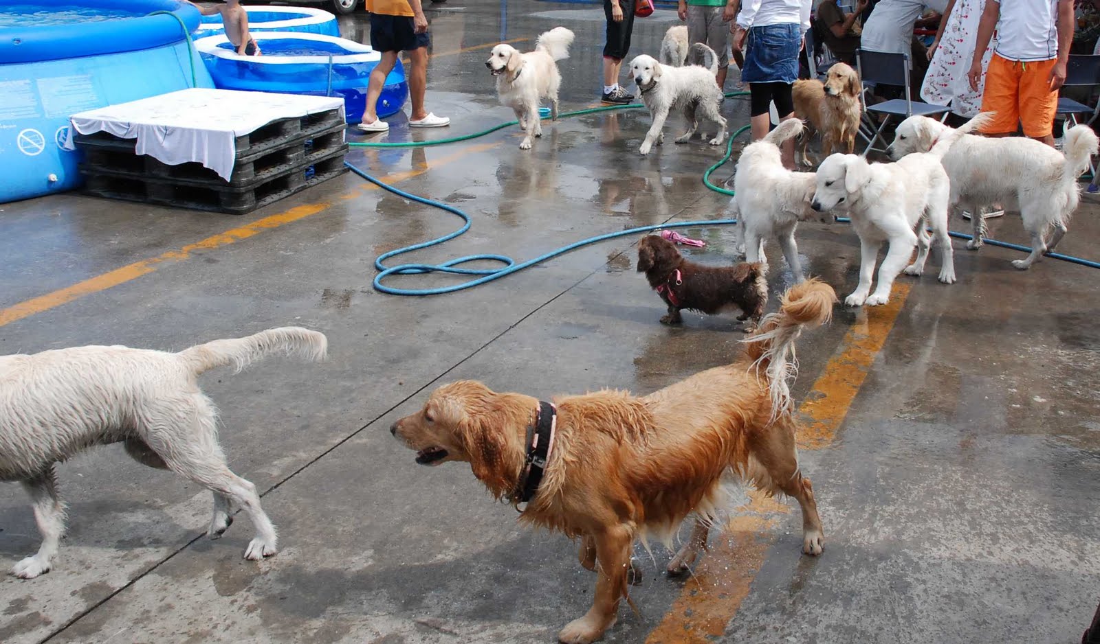 ゴールデンドゥードル – 人間志向とテディベアの組み合わせ